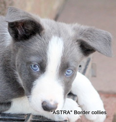 slate grey male, medium coat, border collie puppy